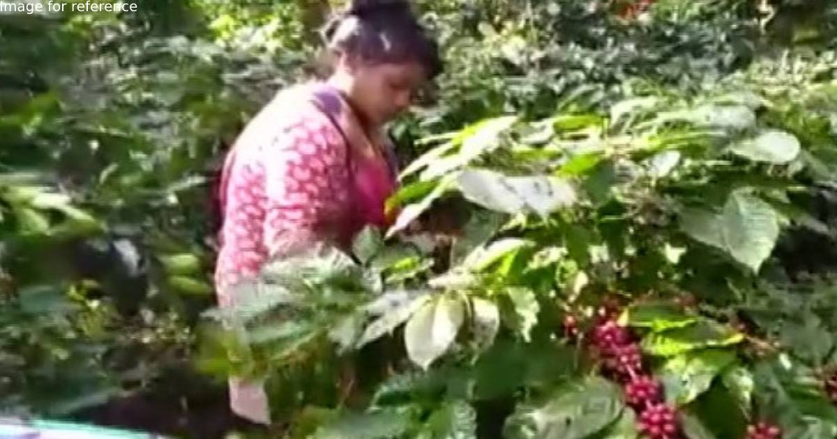 Coffee plantation transforming lives of tribals in Odisha's Koraput district